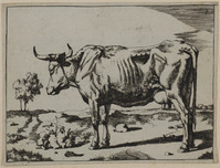 TvB G 0466
<br/>
staande koe (met de kop naar links)
<br/>
<em>Bije, Marcus de (1639-ca. 1690)</em>